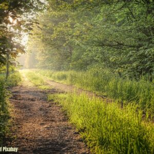 Sonnendurchfluteter Waldweg mit hohen Bäumen und saftigem Grün zu beiden Seiten, Sonnenstrahlen brechen durch das Blätterdach, Bildnachweis: Albrecht Fietz auf Pixabay