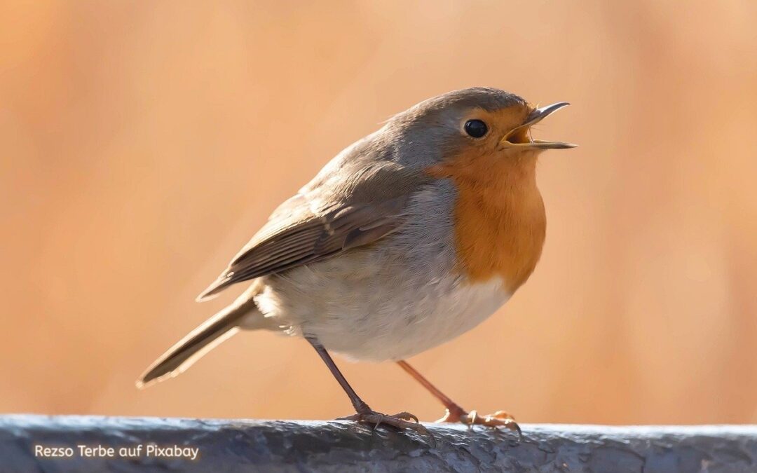 Vogelstimmen-Wanderung